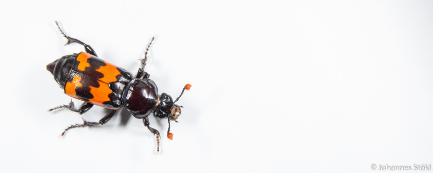 Nicrophorus marginatus