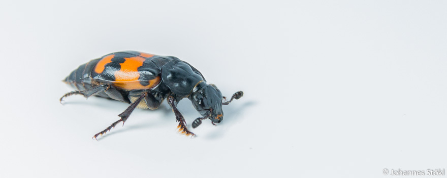 Nicrophorus vespilloides