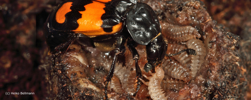 Nicrophorus vespilloides