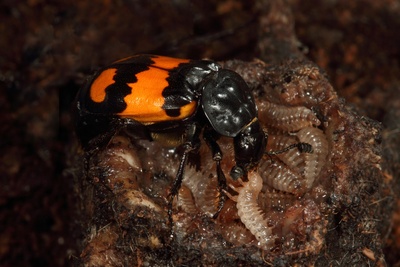 Totengräber Nicrophorus vespilloides